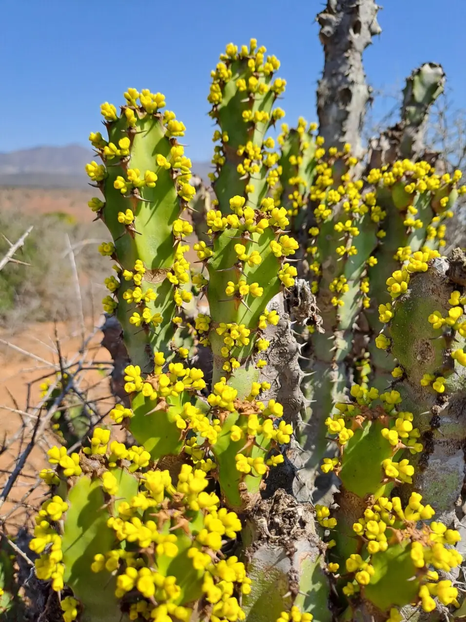 Euphorbia caerulescens Haw.
