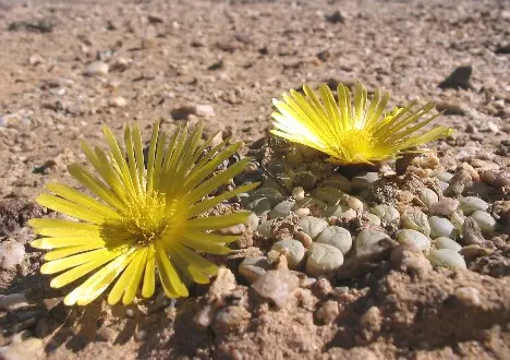 Fenestraria rhopalophylla subsp. aurantiaca (N.E.Br.) H.E.K.Hartmann
