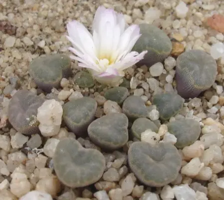 Frithia humilis Burgoyne