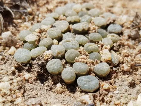 Frithia humilis Burgoyne