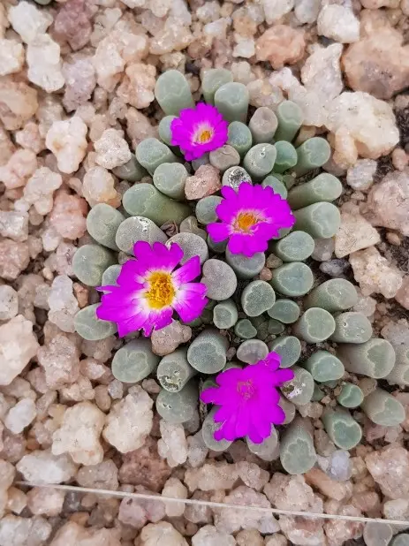 Frithia pulchra N.E.Br. Frithia pulchra N.E.Br.