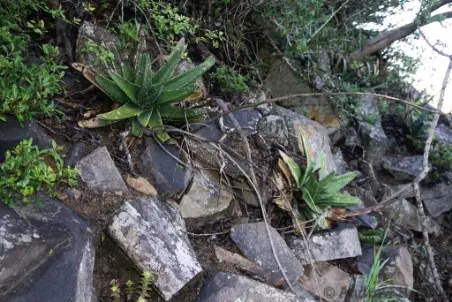 Gasteria excelsa Baker