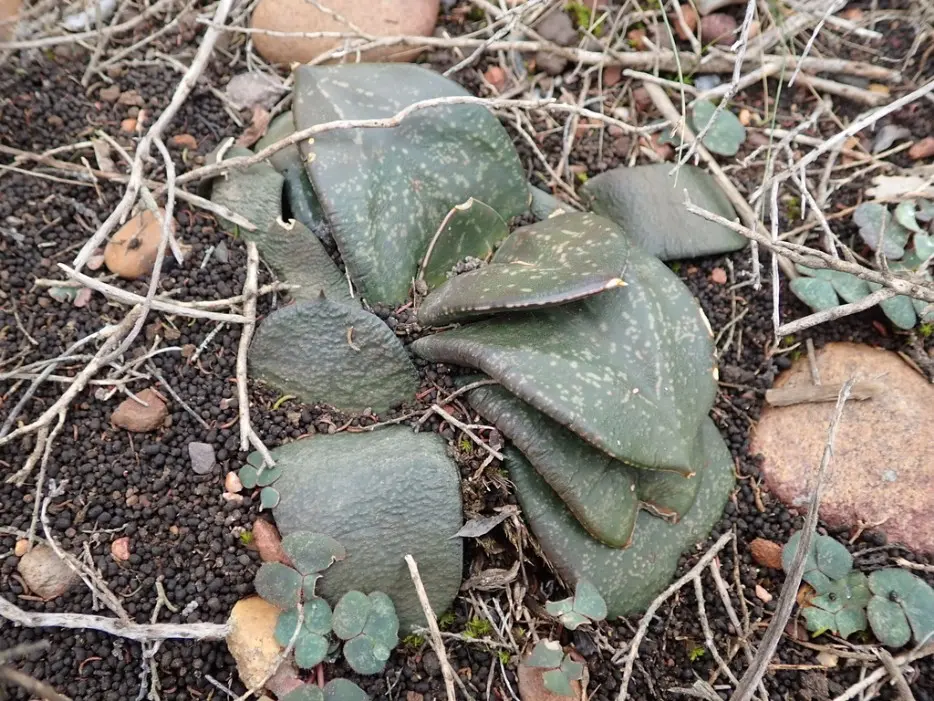 Gasteria nitida var. armstrongii (Schönland) van Jaarsv.