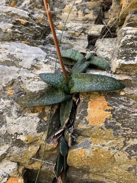 Gasteria vlokii van Jaarsv.