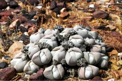 Gibbaeum album N.E.Br.