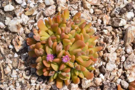 Gibbaeum esterhuyseniae L.Bolus