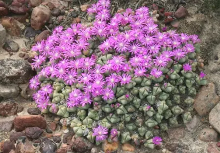 Gibbaeum petrense (N.E.Br.) Tischer