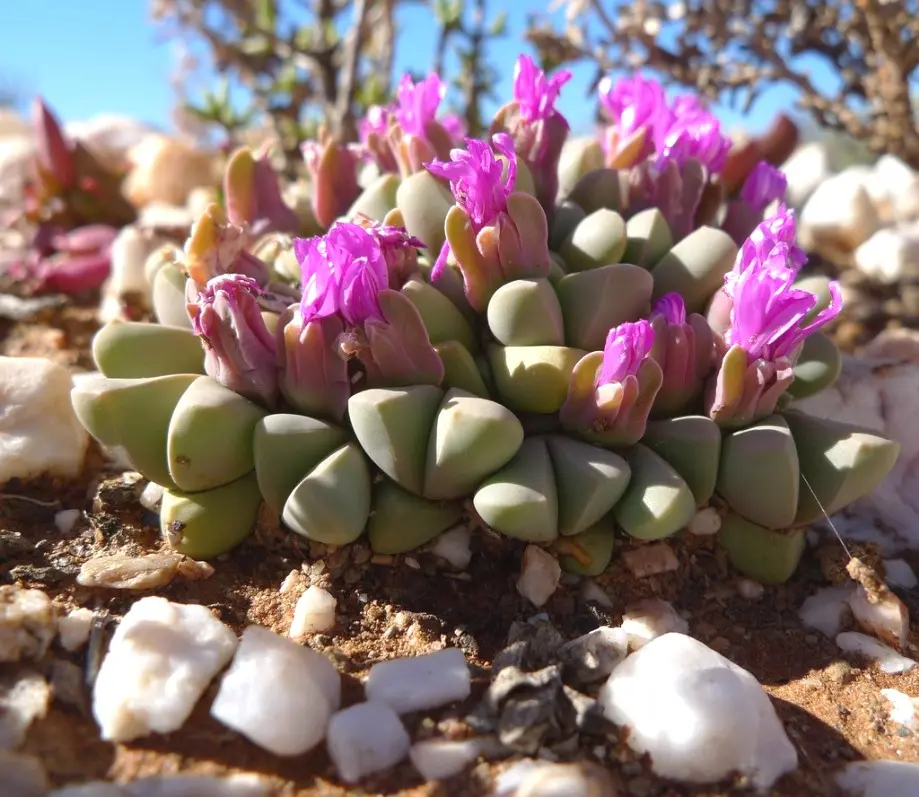 Gibbaeum petrense (N.E.Br.) Tischer