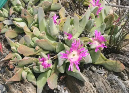 Gibbaeum velutinum (L.Bolus) Schwantes