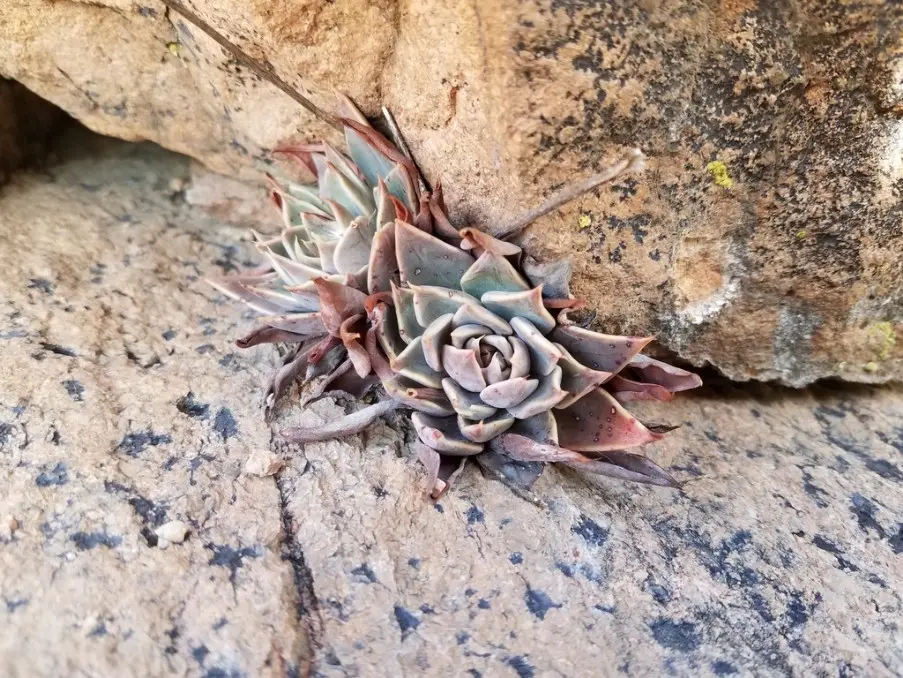 Graptopetalum bartramii Rose
