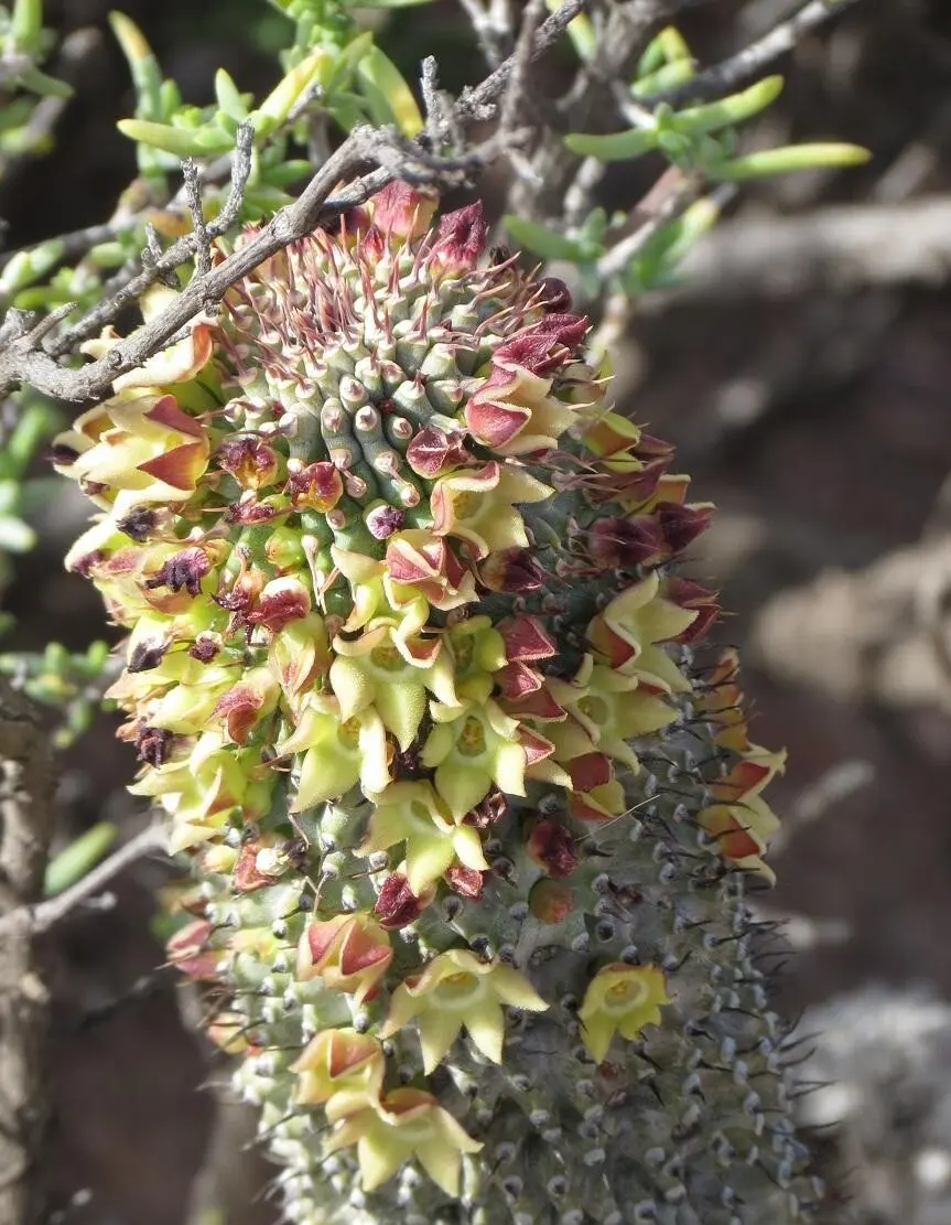 Hoodia pilifera subsp. pillansii (N.E.Br.) Bruyns