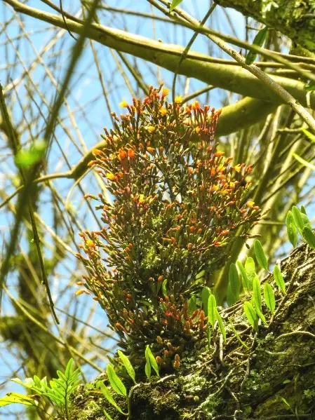 Hatiora salicornioides Britton & Rose
