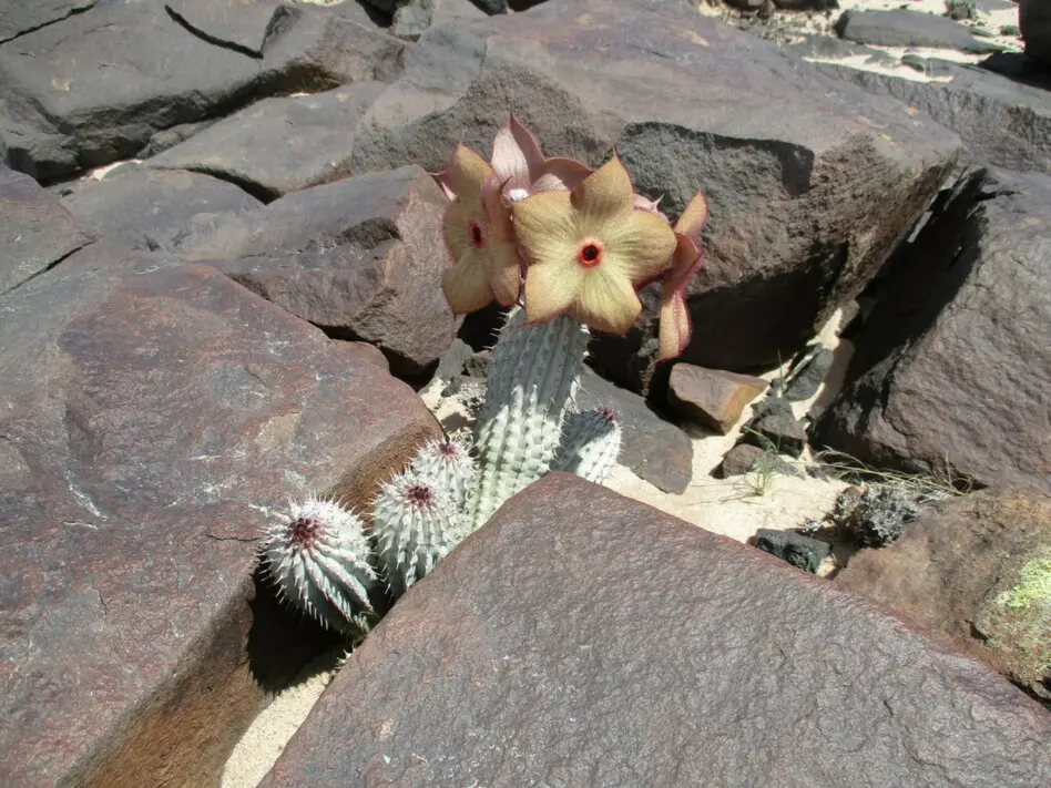 Hoodia currorii (Hook.) Decne. Hoodia currorii (Hook.) Decne.