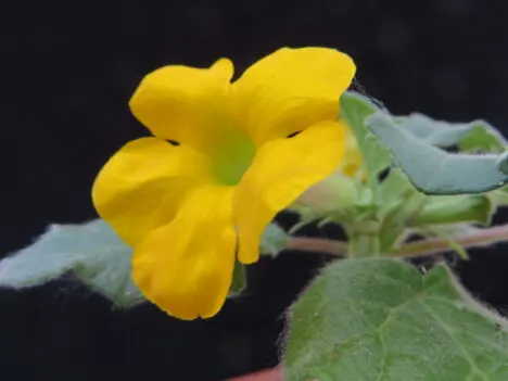Uncarina roeoesliana W. Rauh Uncarina roeoesliana W. Rauh