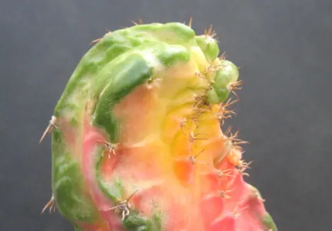 Myrtillocalycium 'Polyp' Myrtillocalycium 'Polyp'