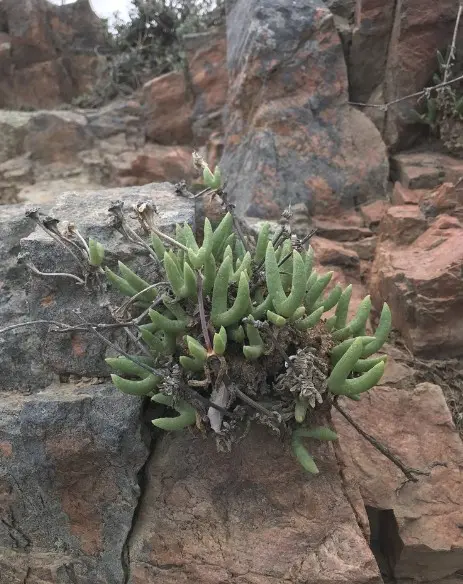 Jacobsenia kolbei (L.Bolus) L.Bolus & Schwantes