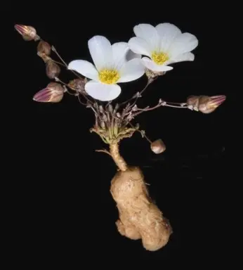 Calandrinia translucens