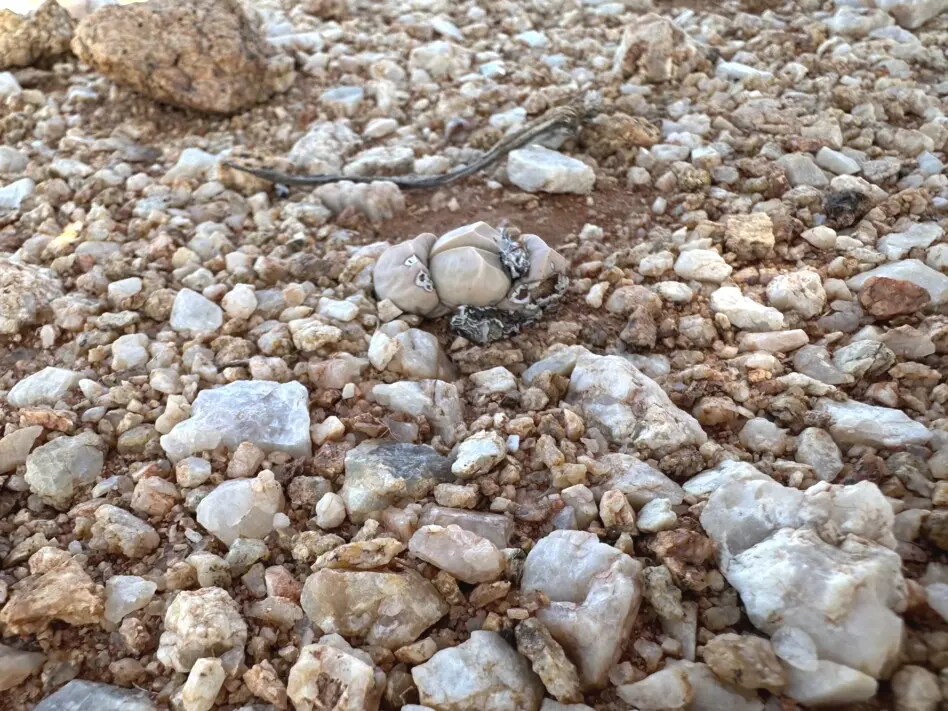 Lapidaria margaretae (Schwantes) Dinter & Schwantes