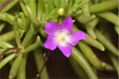 Calandrinia balonensis