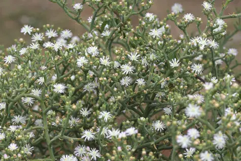 Mesembryanthemum articulatum Thunb.