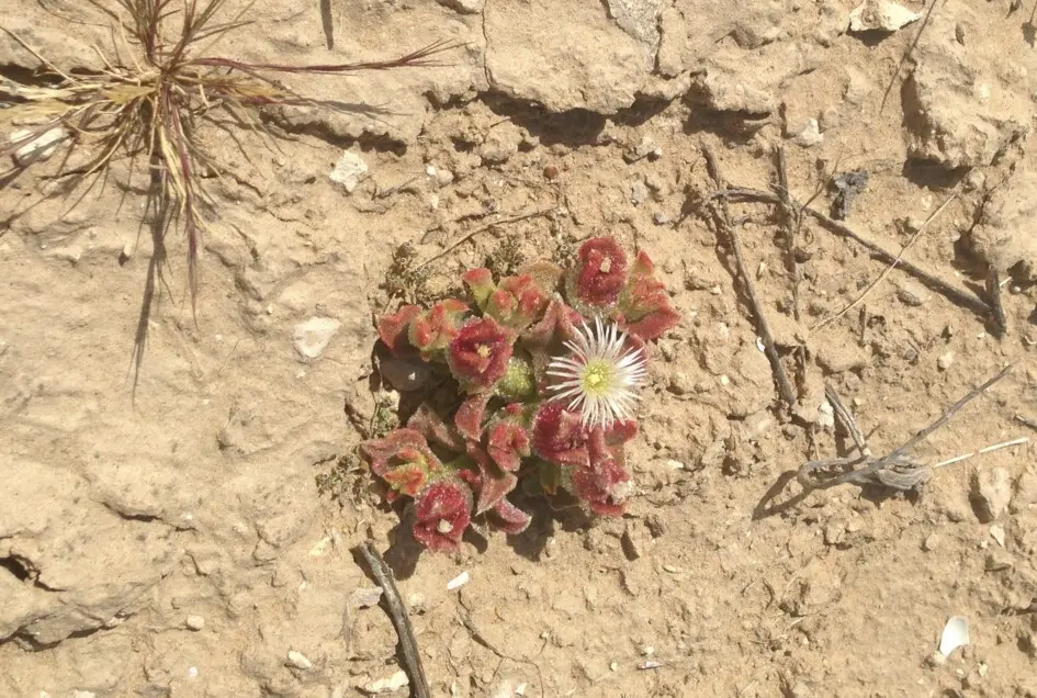 Mesembryanthemum crystallinum L.