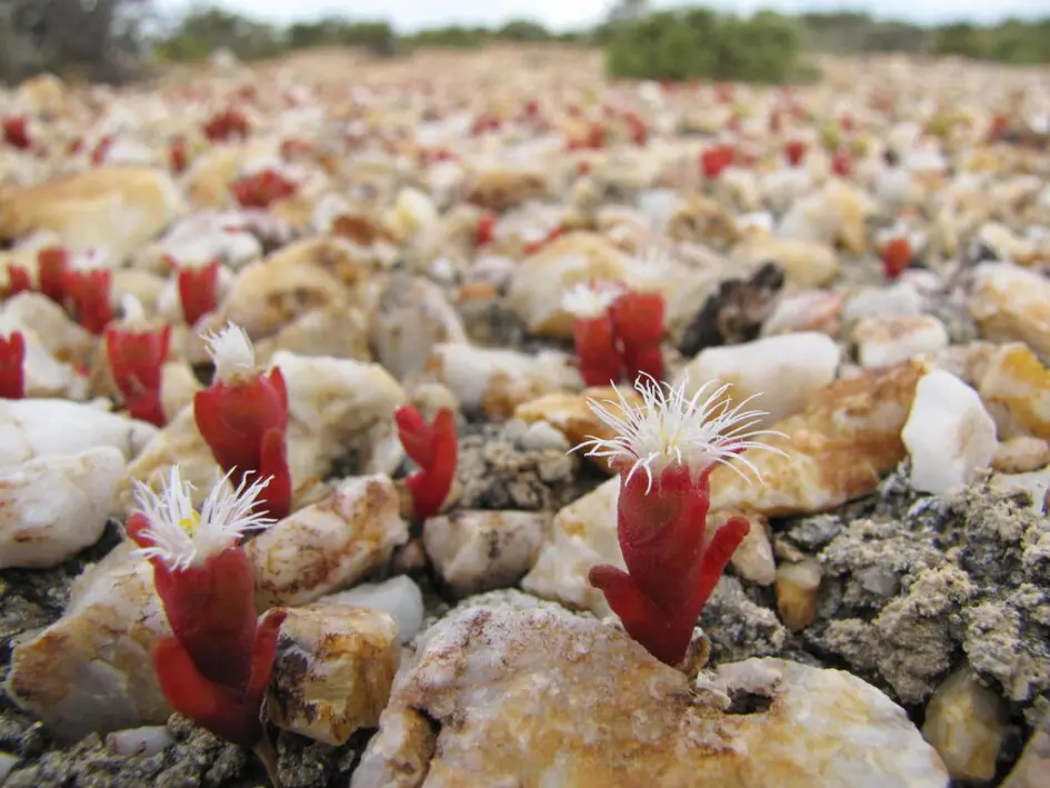 Mesembryanthemum fastigiatum Haw.