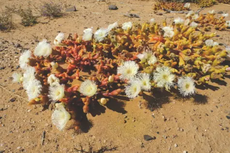 Mesembryanthemum hypertrophicum Dinter