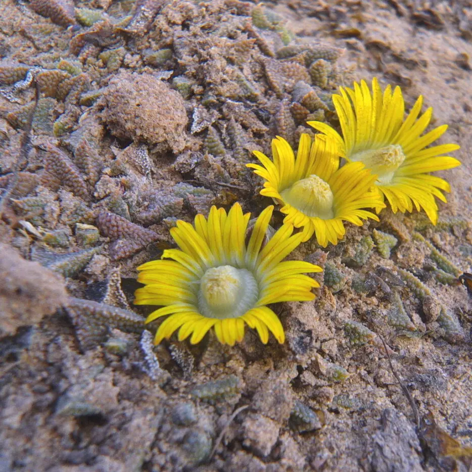 Nananthus gerstneri (L.Bolus) L.Bolus