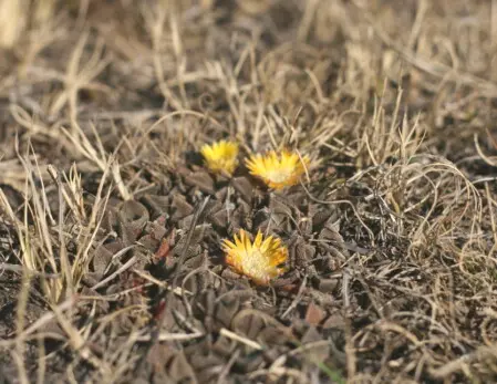 Nananthus vittatus (N.E.Br.) Schwantes