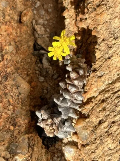 Othonna herrei Pillans