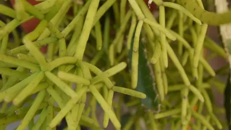 Rhipsalis pilocarpa Loefgr. Rhipsalis pilocarpa Loefgr.