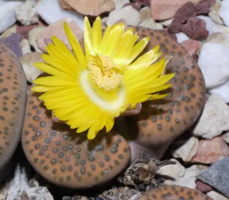 Lithops