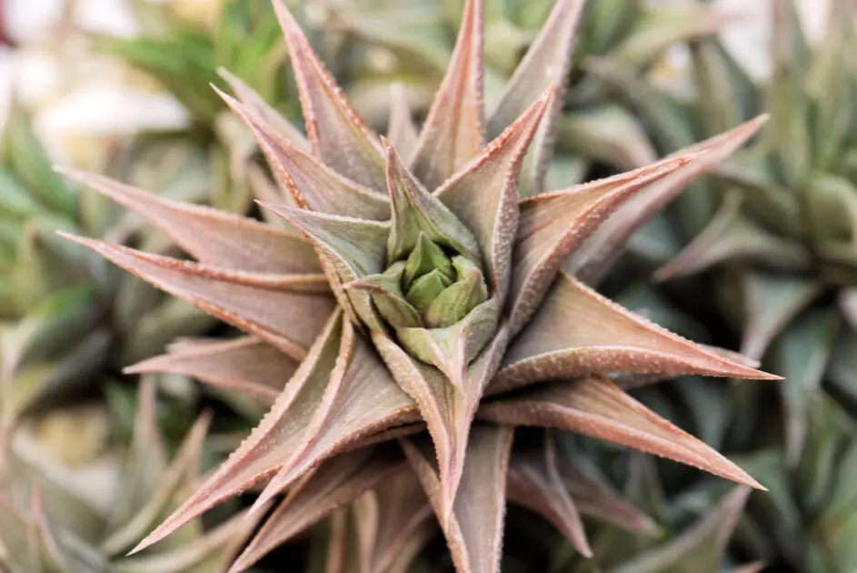 Haworthia viscosa (L.) Haw. fa. variegata - (anche Haworthia tortuosa var. curta (Haw.) Baker fa variegata)