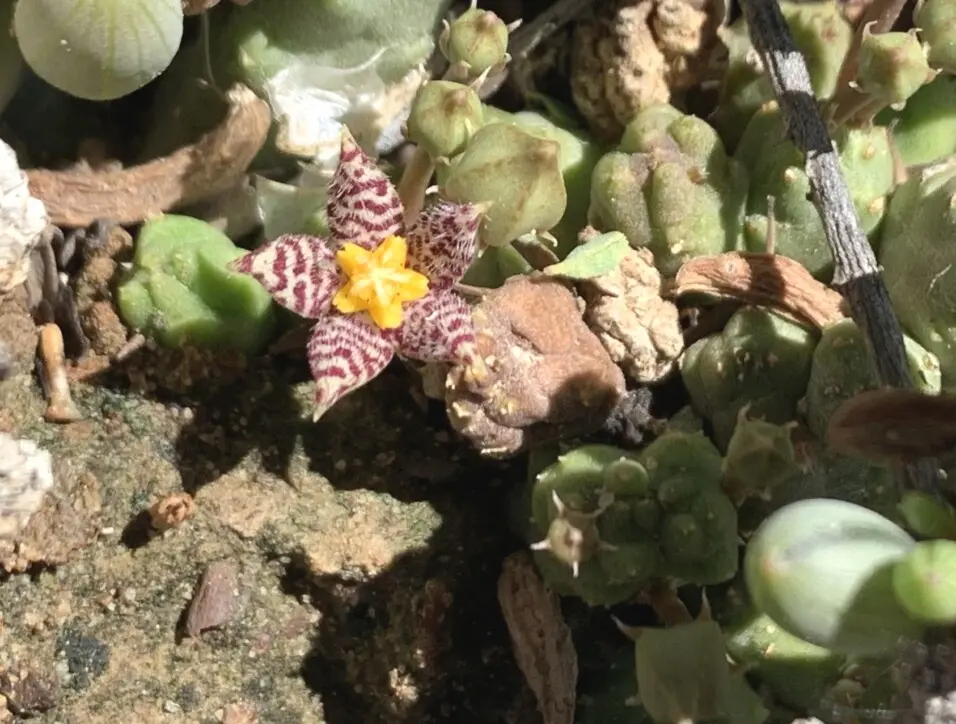 Piaranthus comptus N.E.Br.