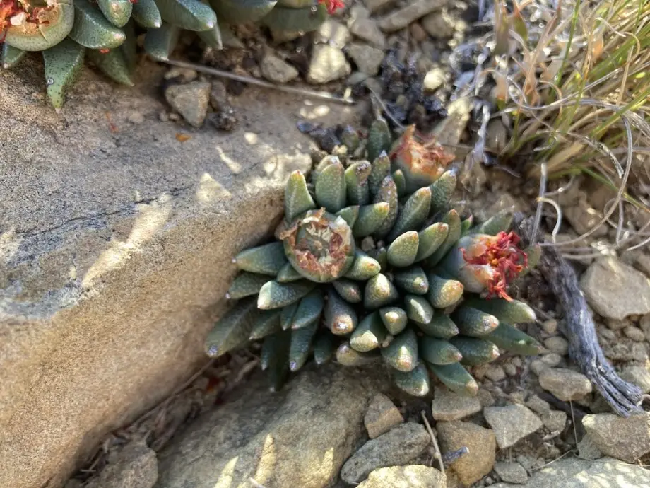 Rabiea albipuncta (Haw.) N.E.Br.