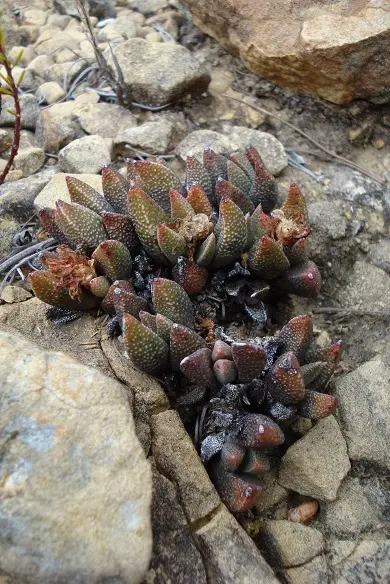 Rabiea difformis (L.Bolus) L.Bolus