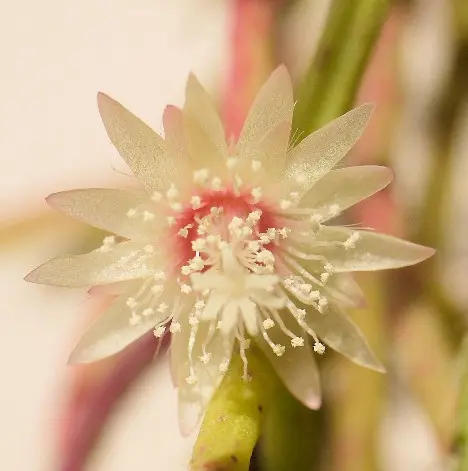 Rhipsalis pilocarpa Loefgr. Rhipsalis pilocarpa Loefgr.