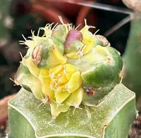 Stenogonia sp. f. variegata (Chimera)