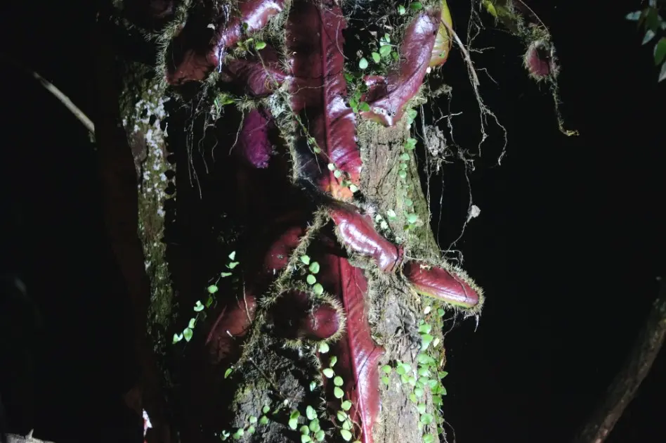 Strophocactus wittii (Schumann) Britton & Rose 
