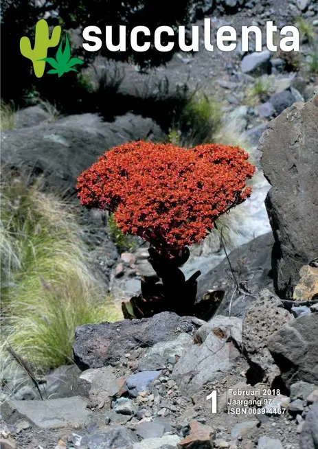 succulenta