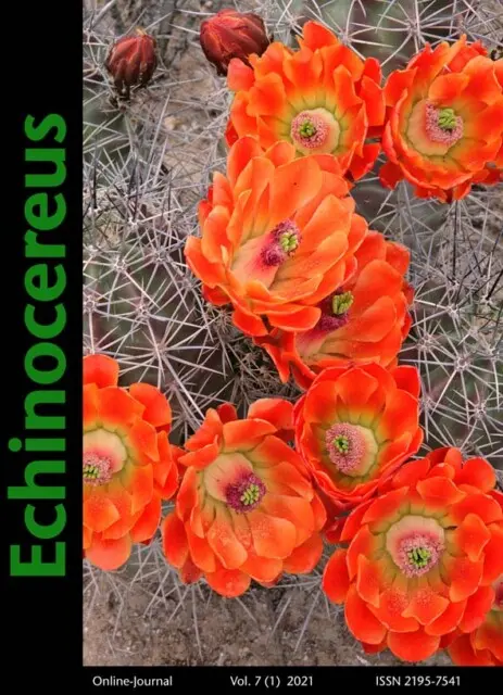 Echinocereus