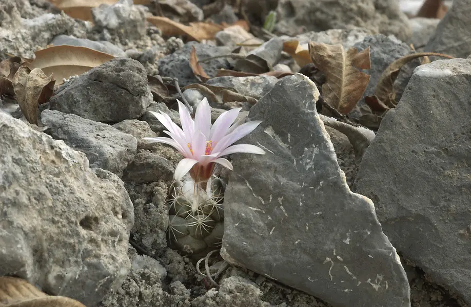 Turbinicarpus laui Glass & R.A.Foster