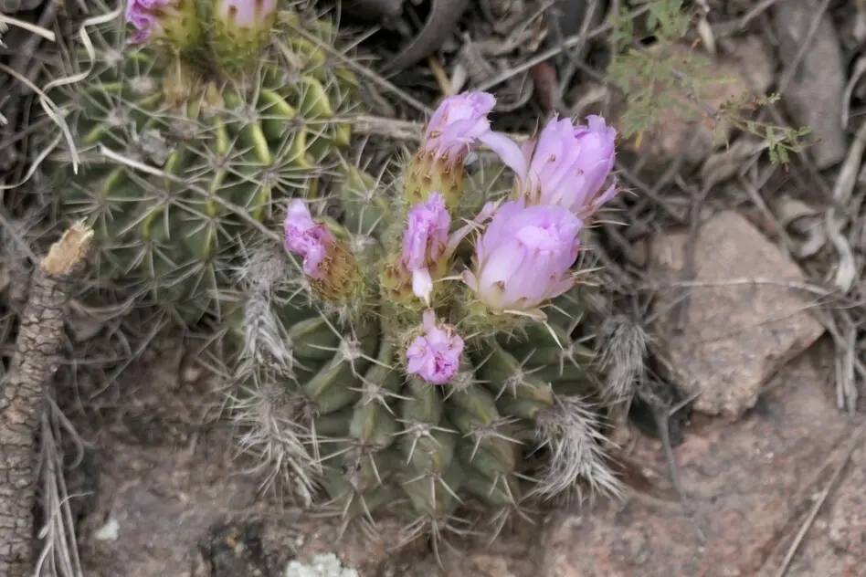 Acanthocalycium spiniflorum (K.Schum.) Backeb.