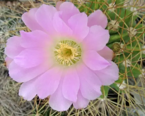 Acanthocalycium violaceum (Werderm.) Backeb. é un sinonimo di Acanthocalycium spiniflorum (K.Schum.) Backeb. Acanthocalycium spiniflorum "violaceum" Backeberg