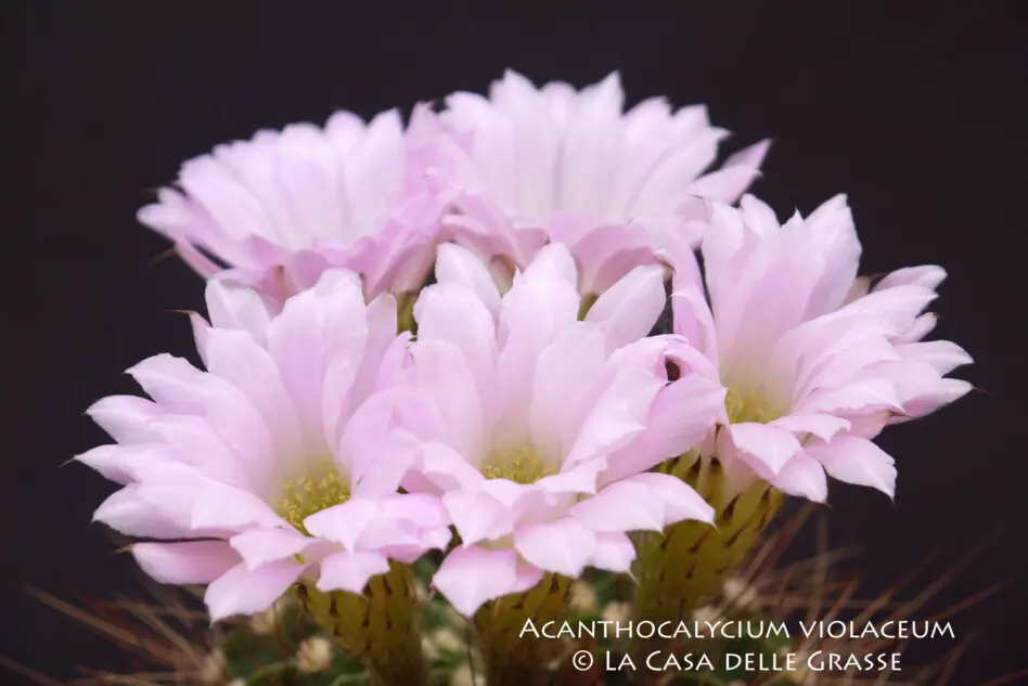 Acanthocalycium violaceum (Werderm.) Backeb. é un sinonimo di Acanthocalycium spiniflorum (K.Schum.) Backeb. Acanthocalycium violaceum (Werderm.) Backeb. é un sinonimo di Acanthocalycium spiniflorum (K.Schum.) Backeb.