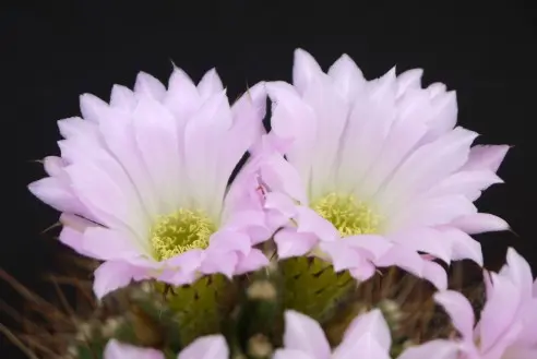 Acanthocalycium violaceum (Werderm.) Backeb. é un sinonimo di Acanthocalycium spiniflorum (K.Schum.) Backeb. Acanthocalycium spiniflorum "violaceum" Backeberg