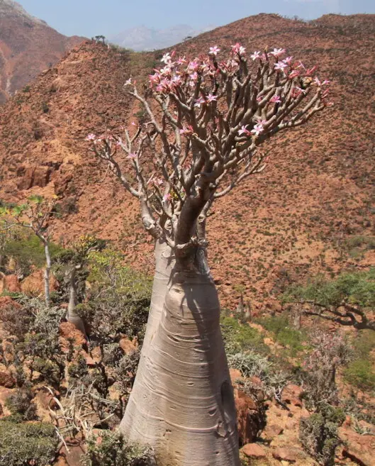 Adenium obesum subsp. socotranum (Vierh.) Lavranos
