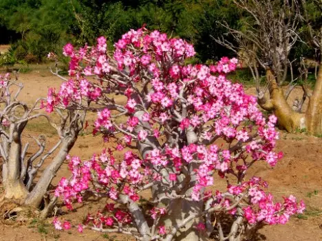 Adenium