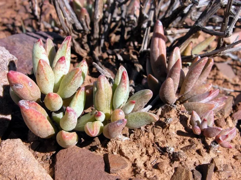 Adromischus marianae var. immaculatus Uitewaal (?)