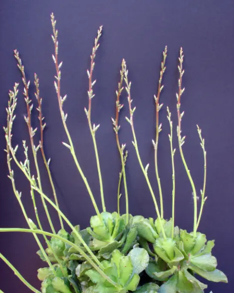 Adromischus cristatus var. zeyeri